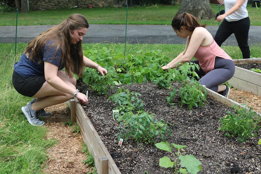 Members of the IC Green club work in the garden.