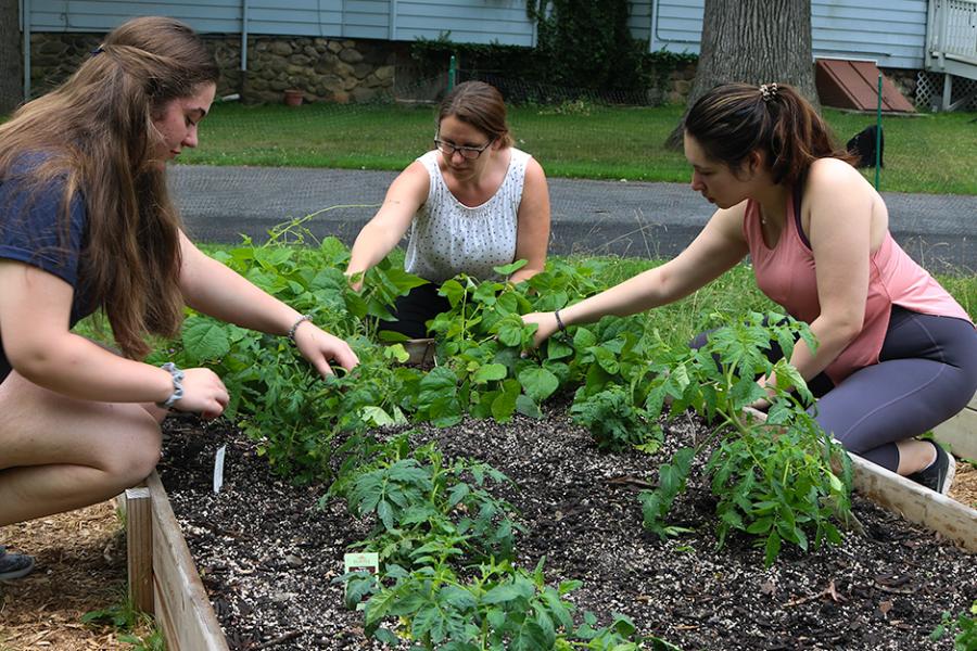 Three environmental studies students work together in the on-campus garden.