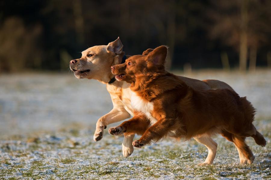 Two small dogs run side by side in a field lightly dusted with snow in Utah.