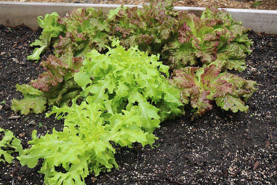 Lettuce grows in the sustainability garden. 