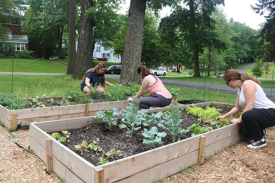 Two students and a professor work in the sustainability garden. 