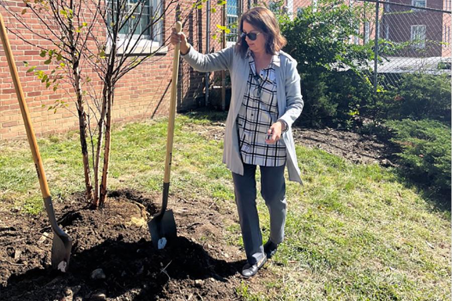 Final earth is applied to newly planted river birch by Marie Pace of Office of Dean of Arts and Sciences