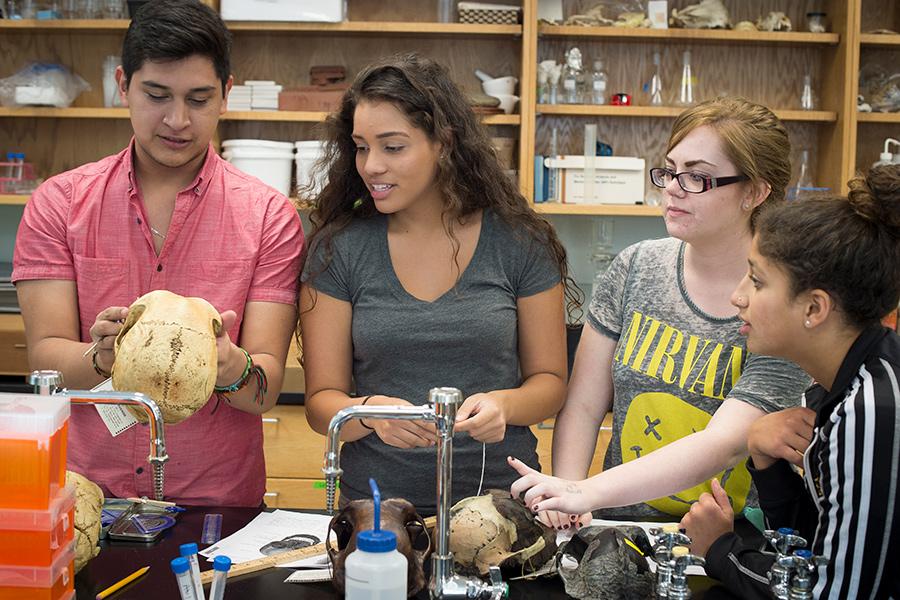 Biology students learn with models of human skulls.
