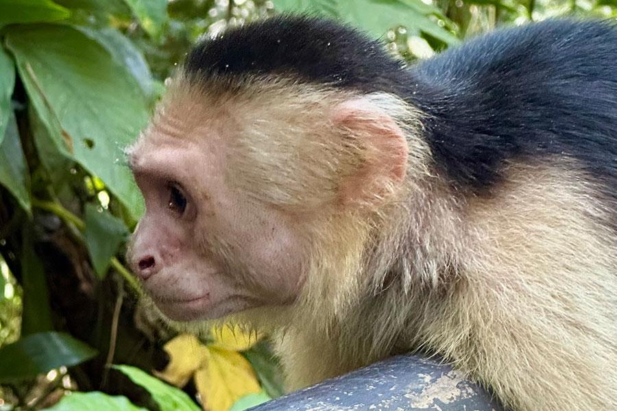 Monkey on tree - Costa Rica Study Abroad trip