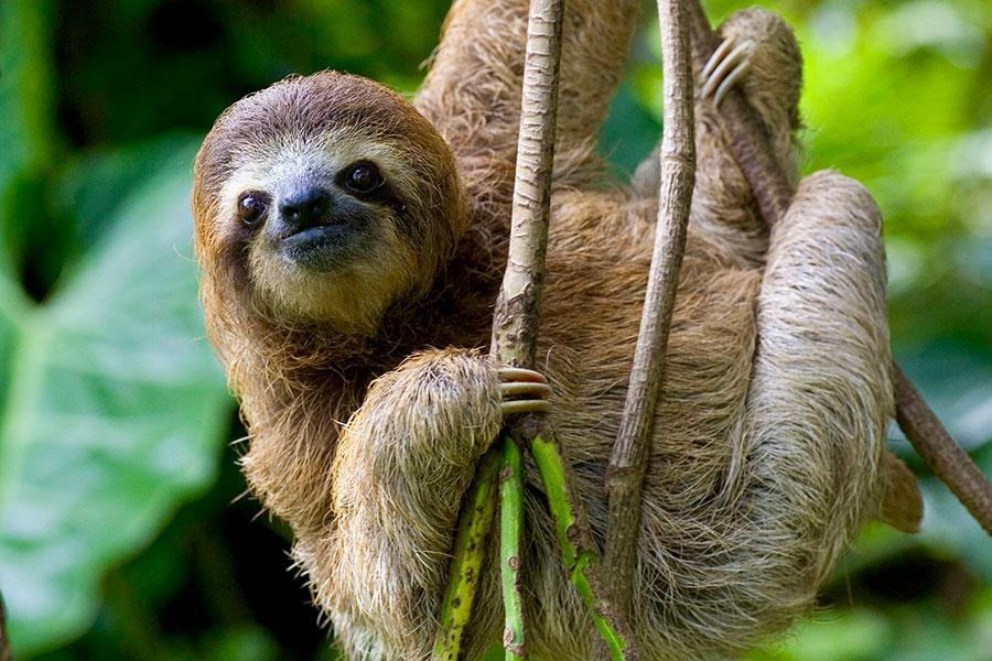 Sloth on vines in rainforest - Costa Rica Study Abroad trip