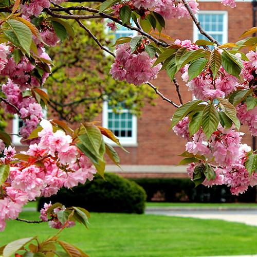 McSpedon Hall with cherry blossom trees.