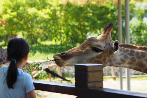 A child feeds a giraffe at a zoo.
