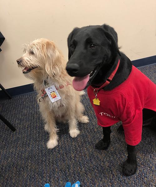 Two service dogs, a black one in a red shirt is on the right and a blond one is on the left.