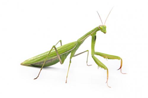 A praying mantis.