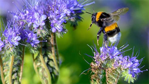 A bee pollinating flowers.