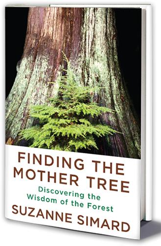 Finding the Mother Tree book cover