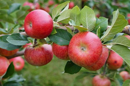 Apples at Harvest Moon Farms